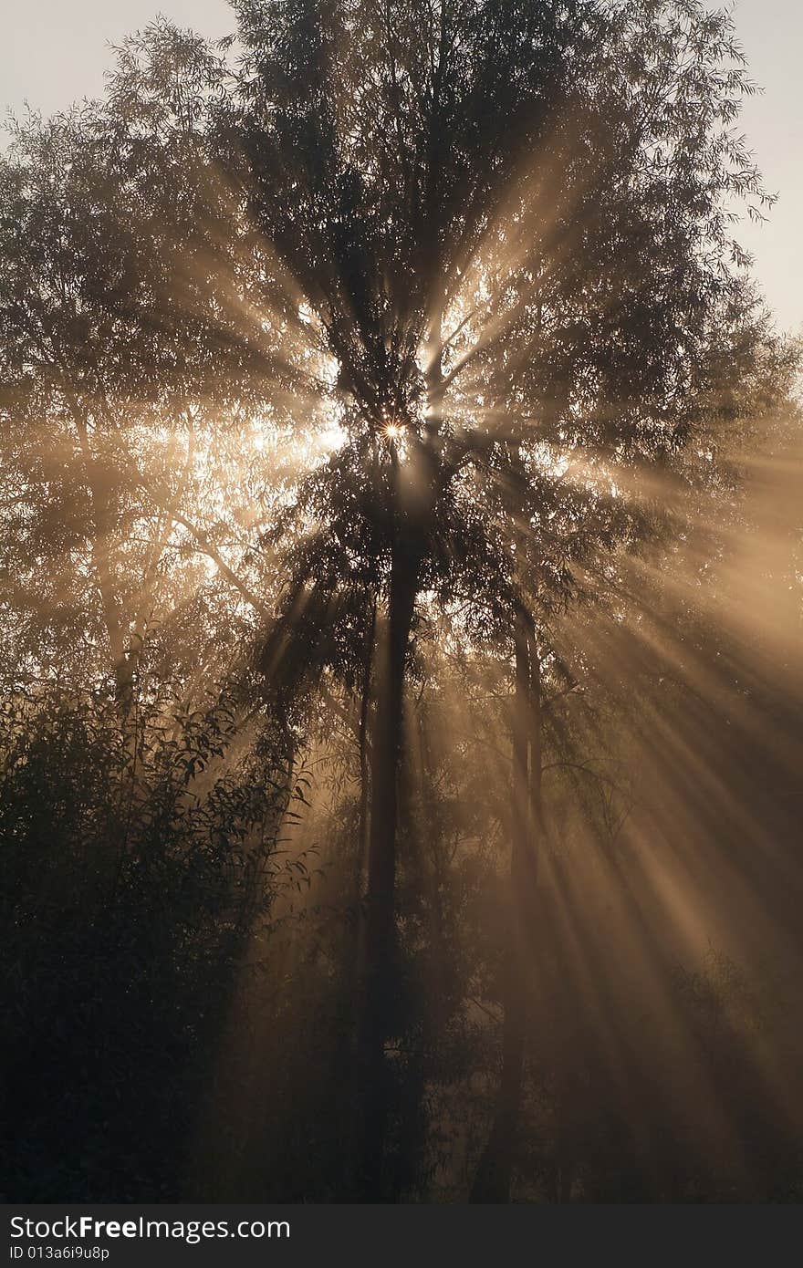 The solar beam shines through tree foliage