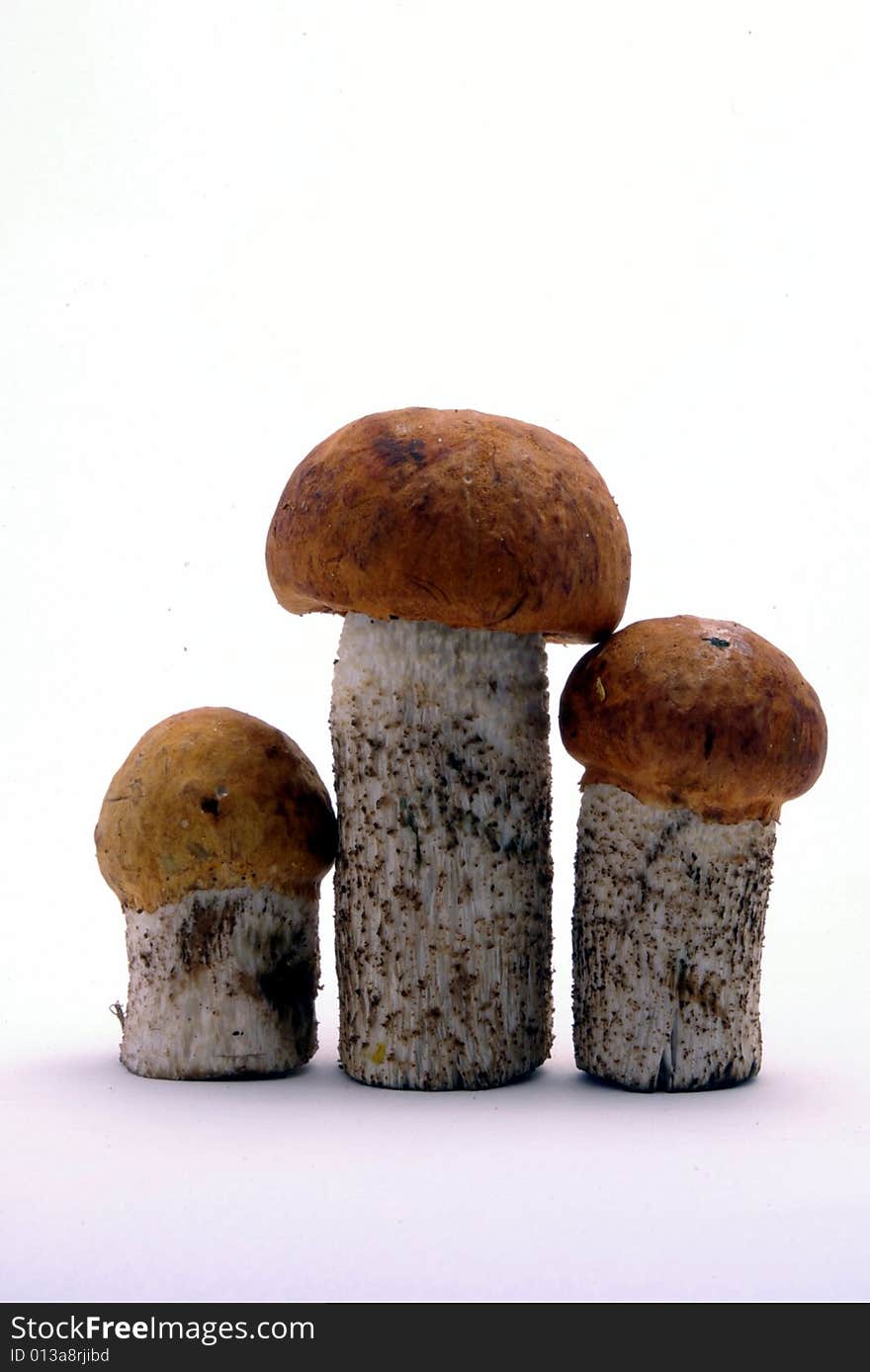 Three Boletus Mushrooms