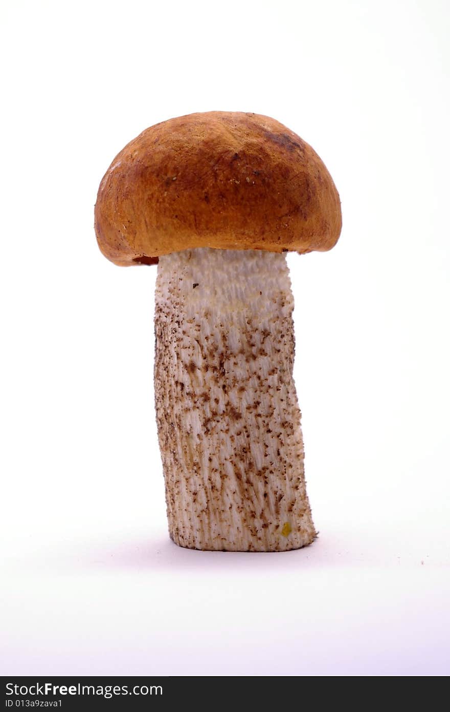 Young Boletus