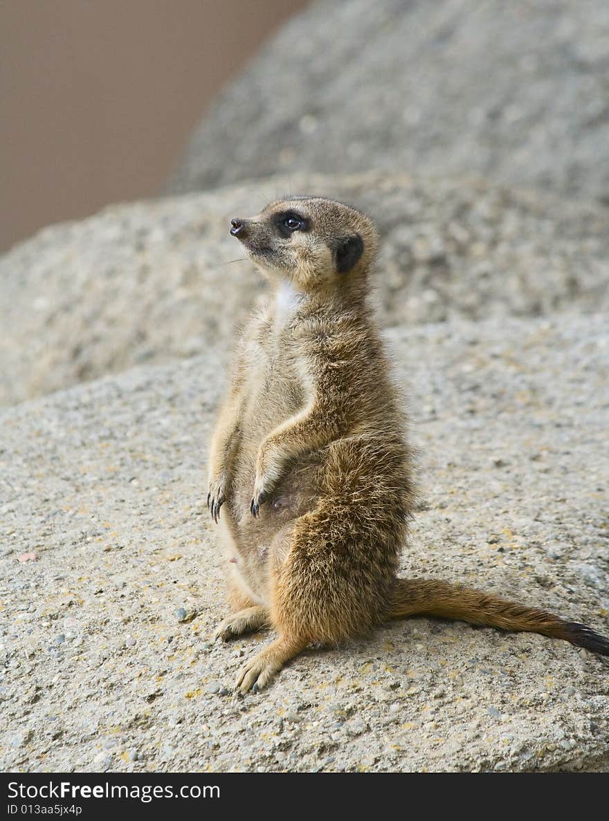 Cute meerkat