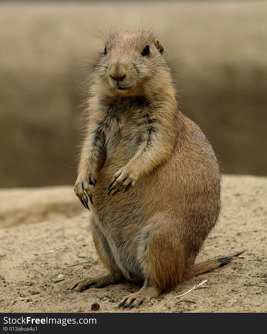 Prairiedog