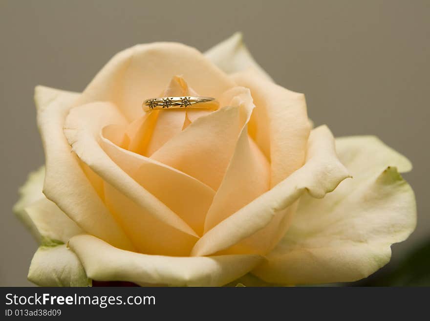 Diamond ring in yellow rose on grey background. Diamond ring in yellow rose on grey background