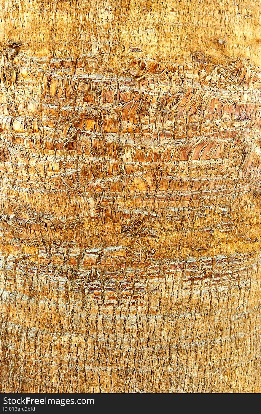 Bark of palm. 4