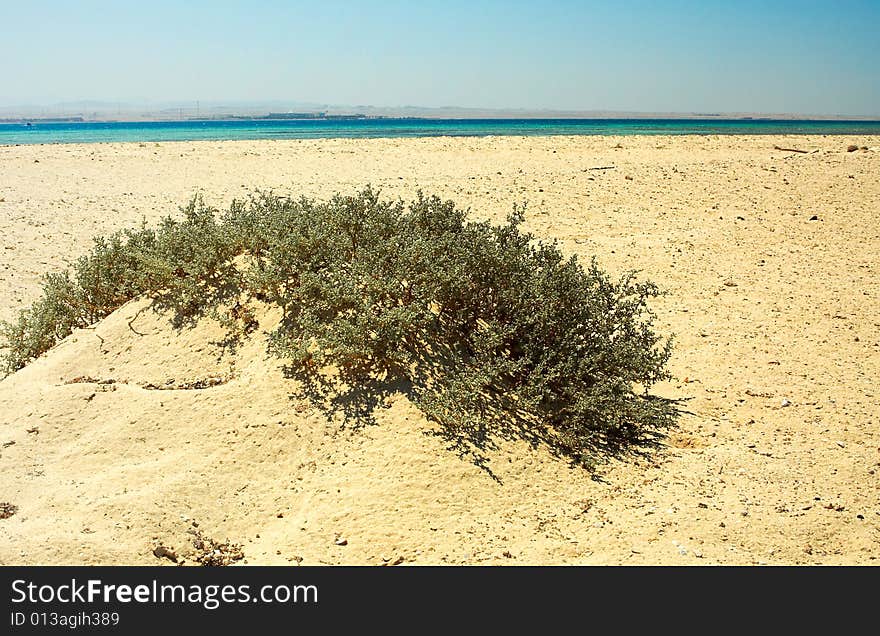 Desert In The Red Sea.