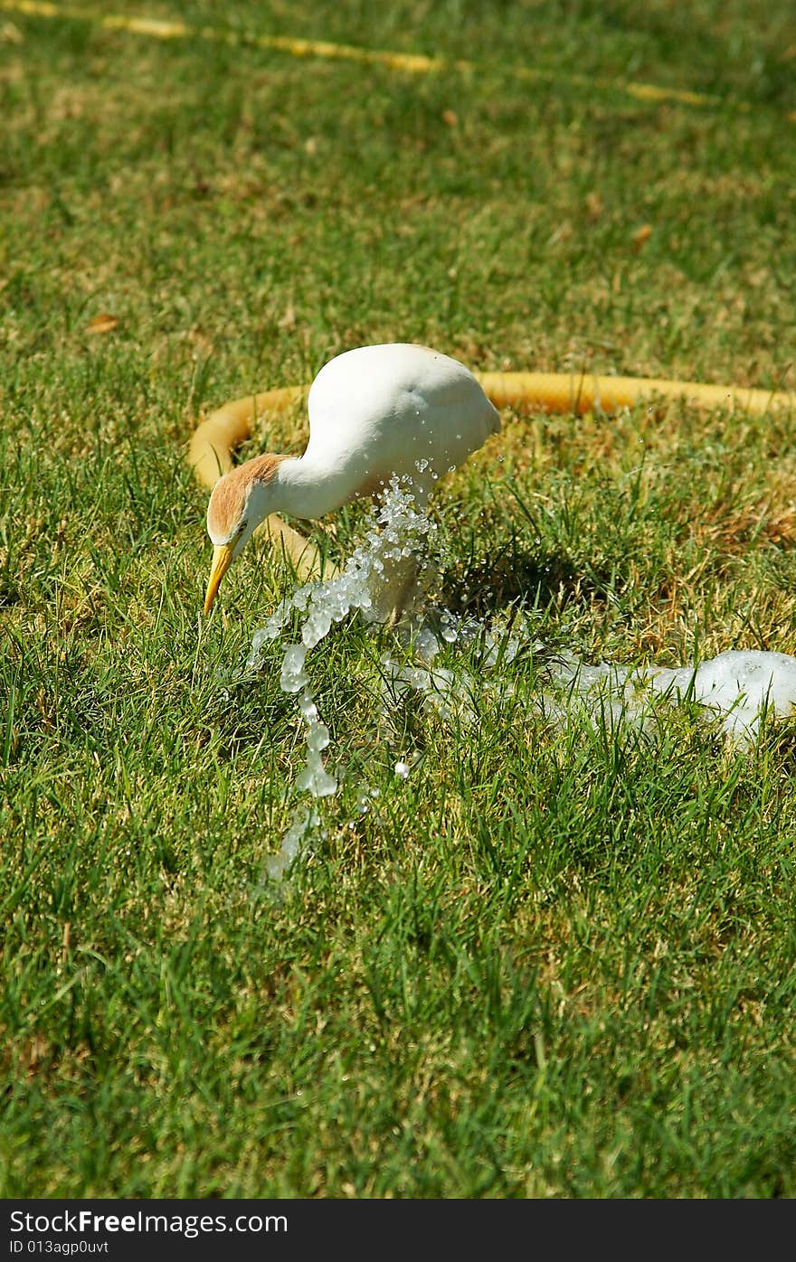 Wild Bird Drink Water.