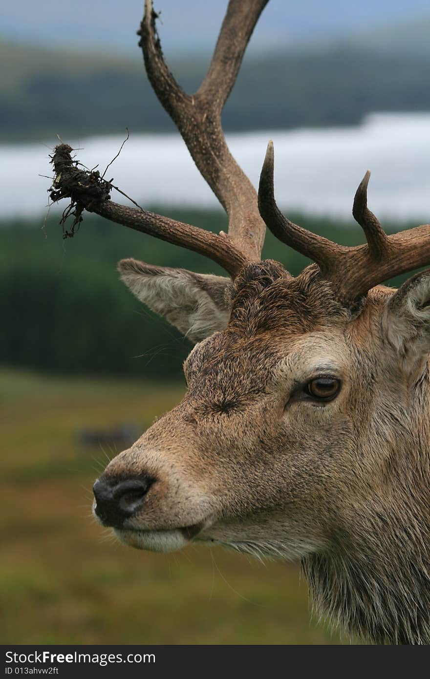 Photo with wild deer in scottish highlands