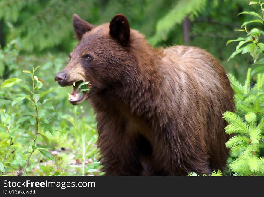 Black bear showing his teeth, Canadian Rocky Mountain