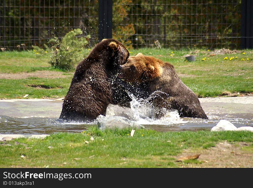 Grizzly Bears at Play in the water