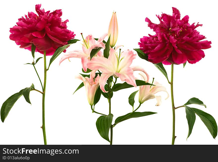 Beautiful fresh flowers on a white background