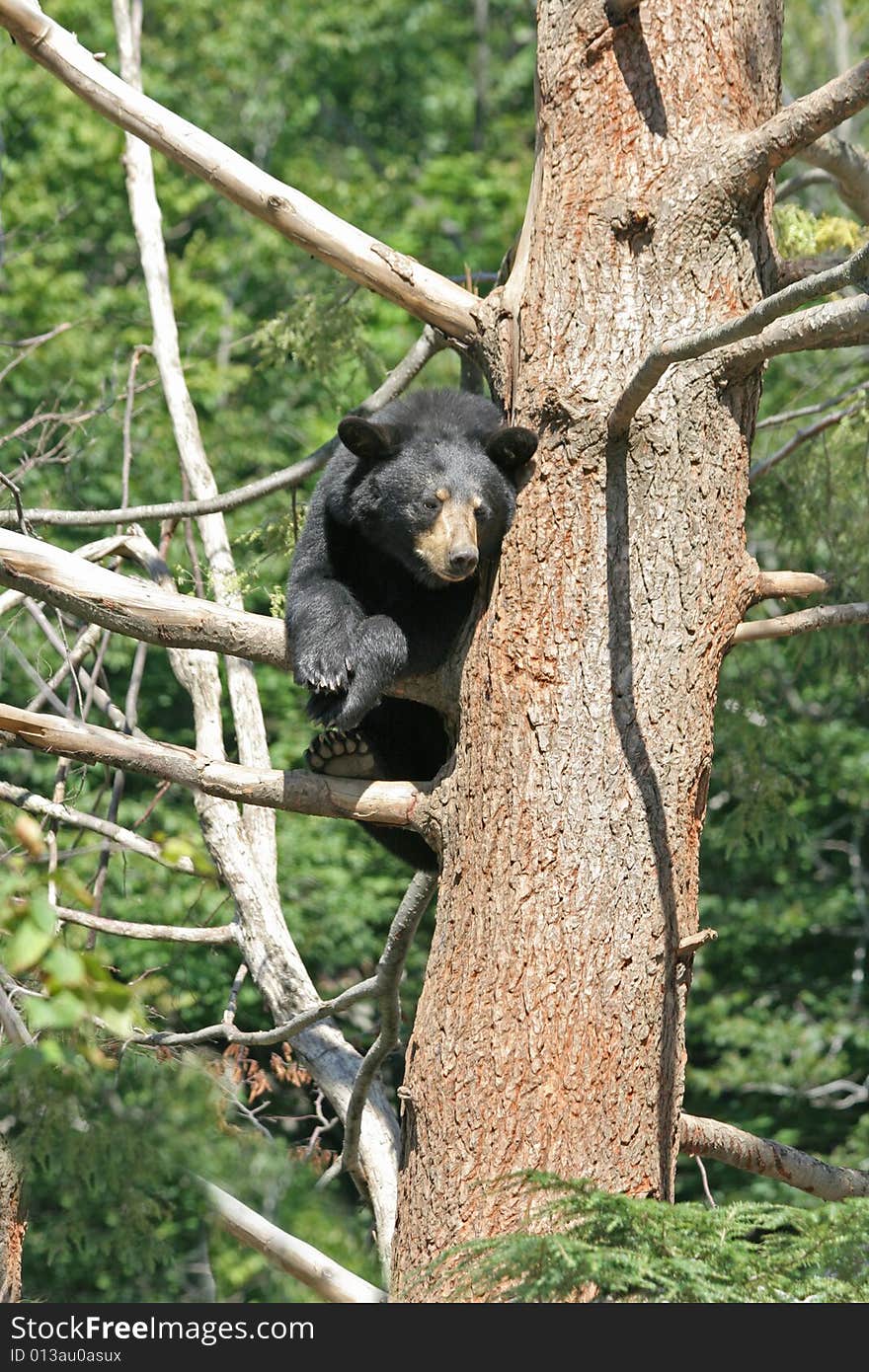 Angry bear perched on a tree.