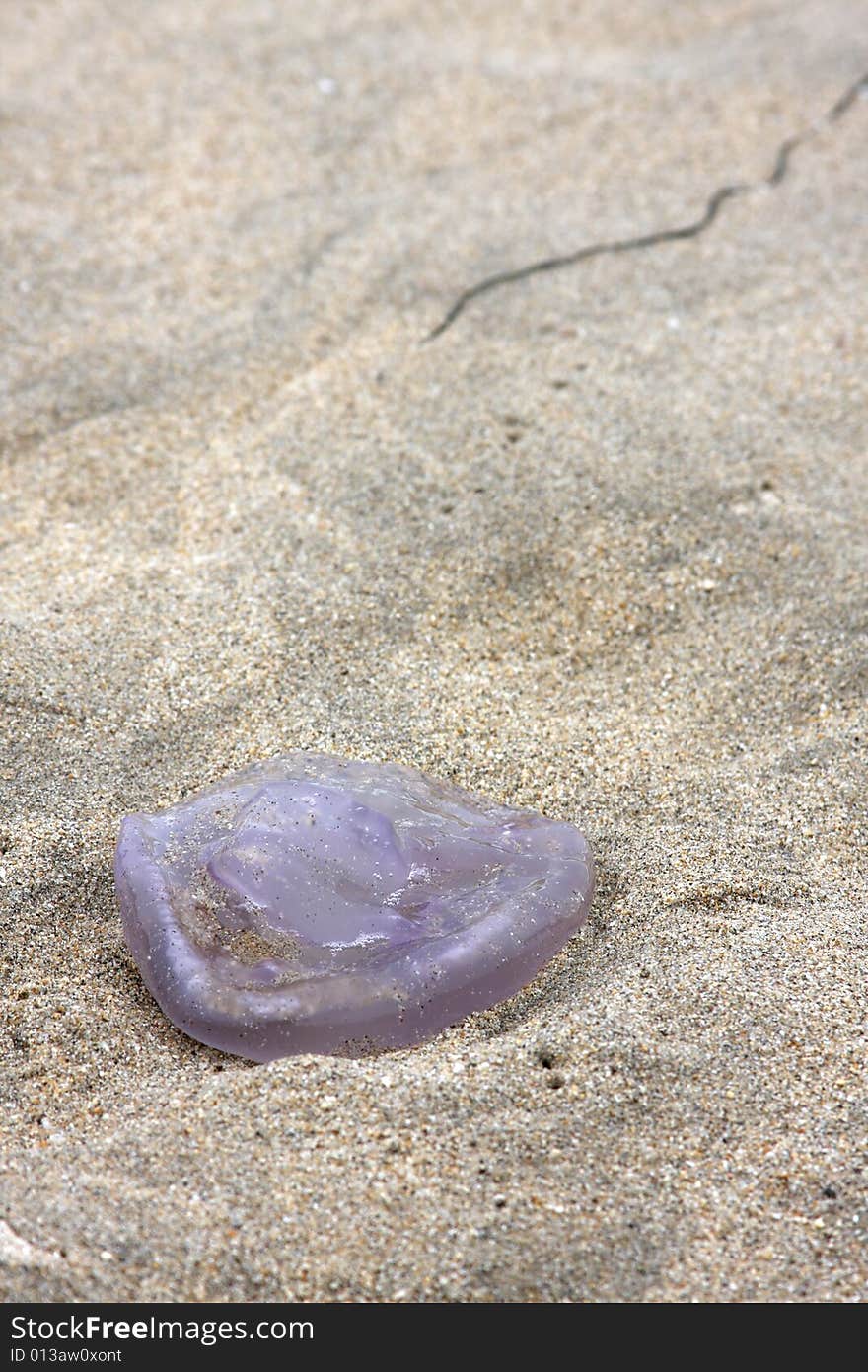 Jellyfish