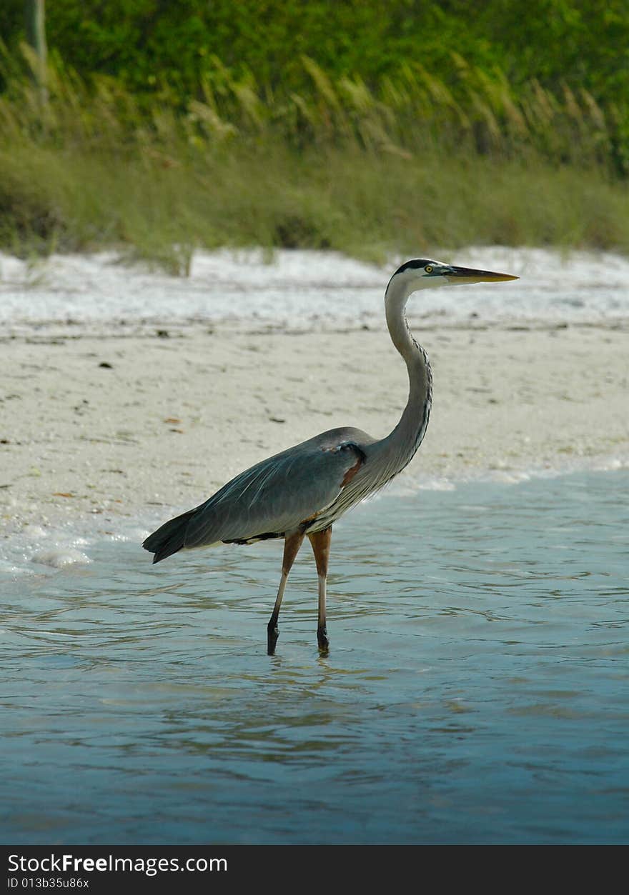 Wading bird