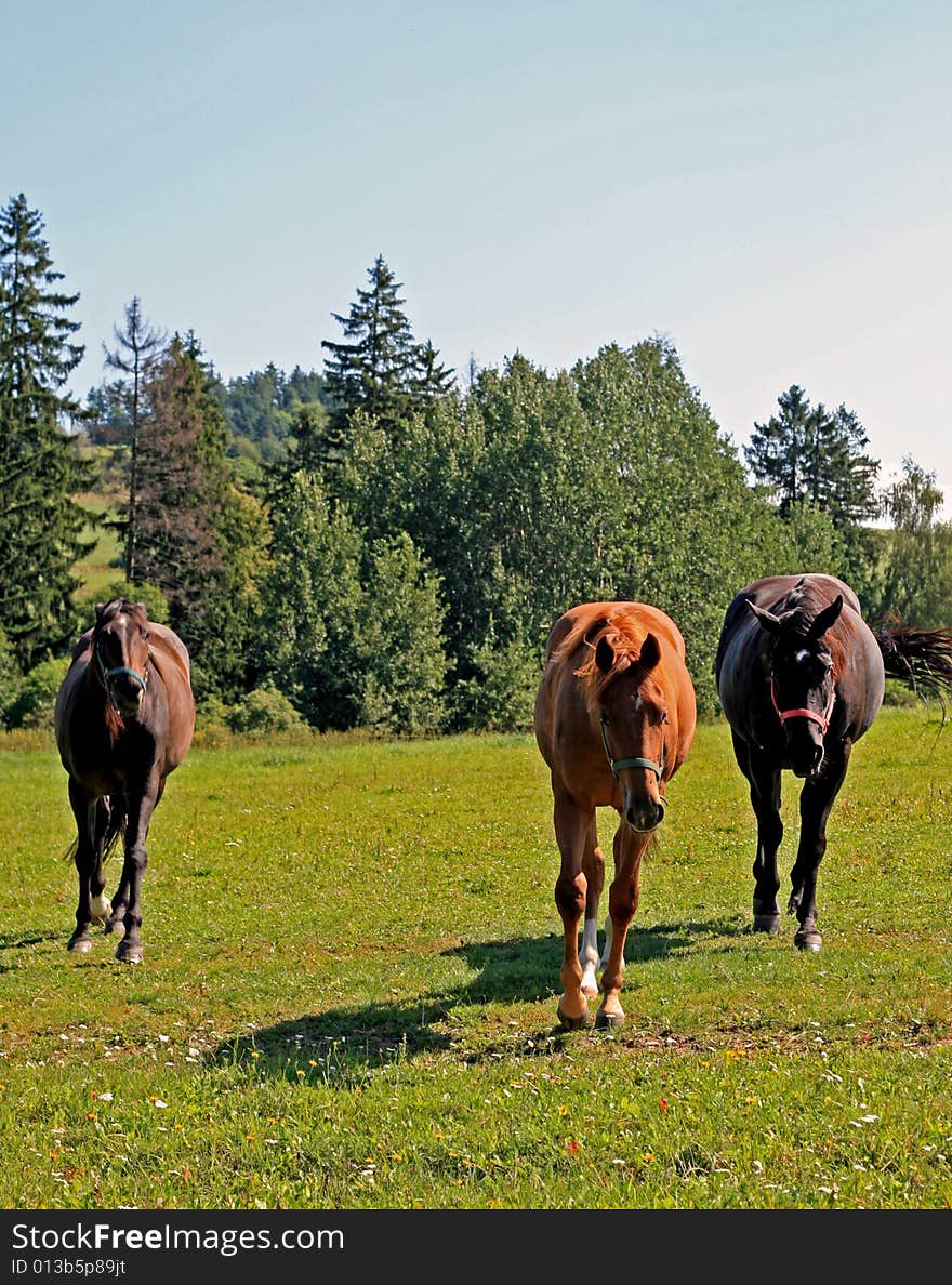 three horses are walking on a meadow