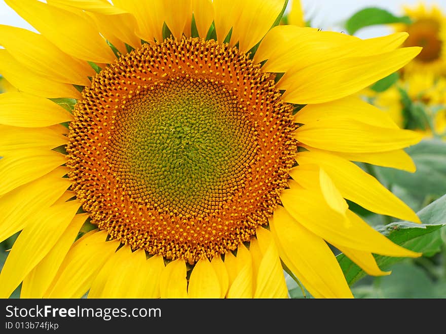 Bright yellow sunflower close up on a background field