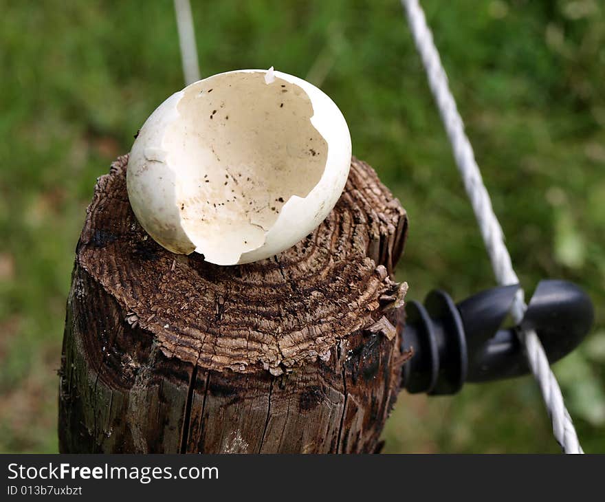 Broken egg on wooden stick in the field.