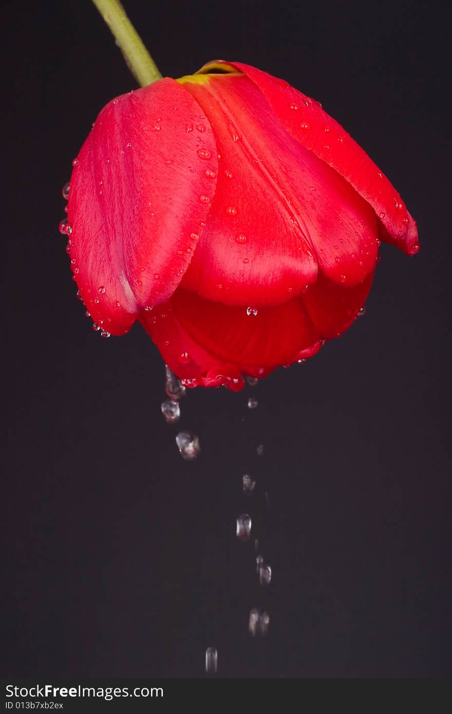 Tulip With Drops