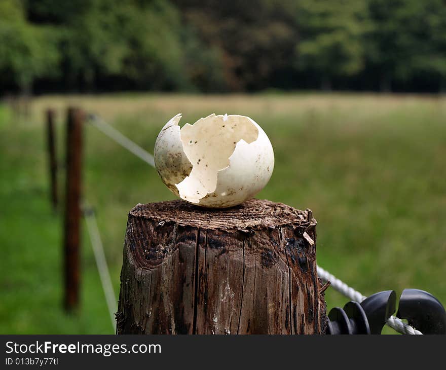 Broken egg on wood