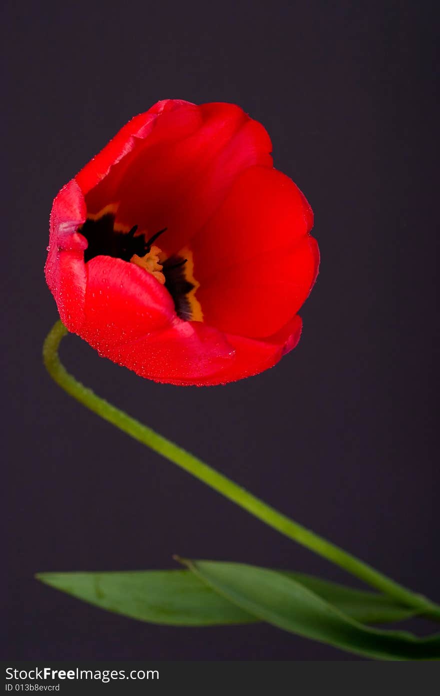 Tulip with drops(3)