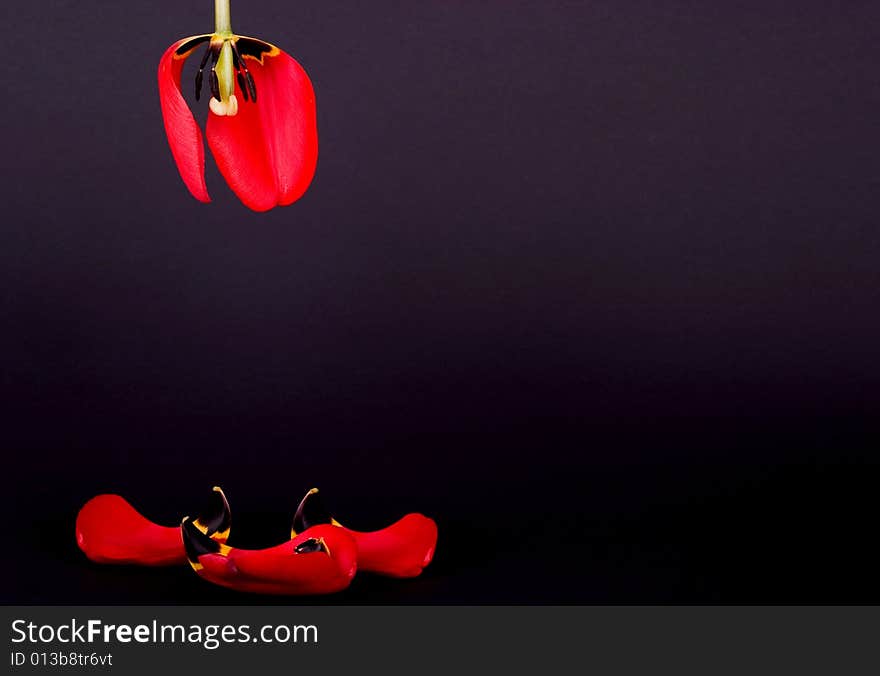 Red tulip with dropped petals. Red tulip with dropped petals