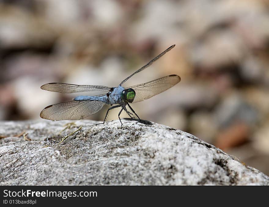 Blue dasher dragonfly standing on a rock