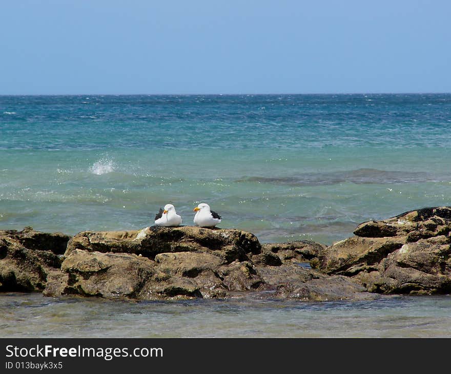 Two seabirds by the deep blue ocean