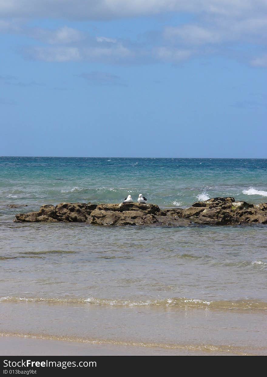 Two seabirds on the rock of seashore.