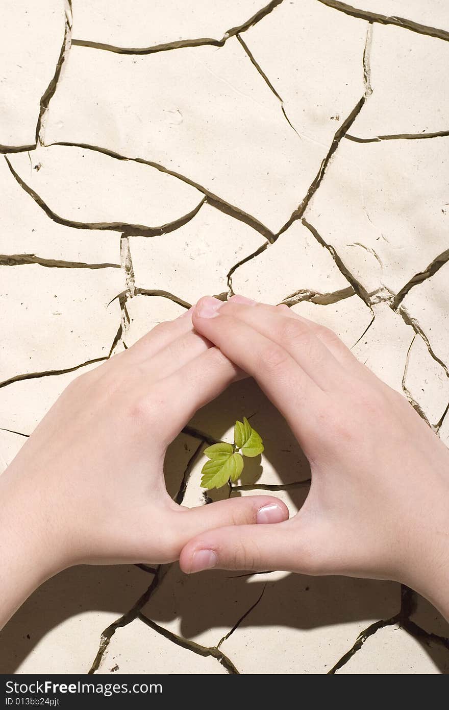 Palm sprout on the desert ground. Palm sprout on the desert ground