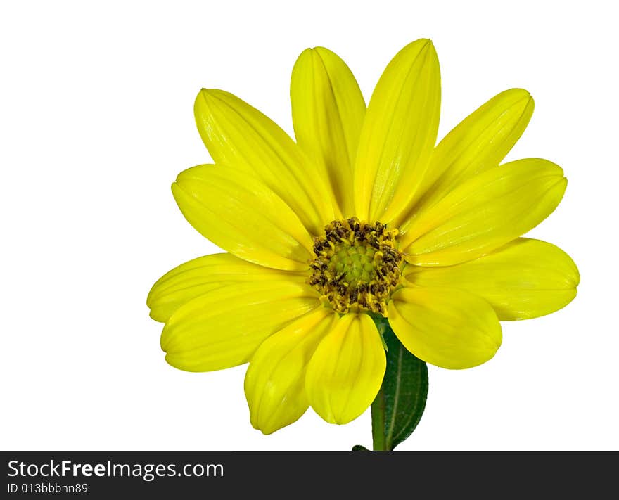 Yellow daisy isolated on a white background