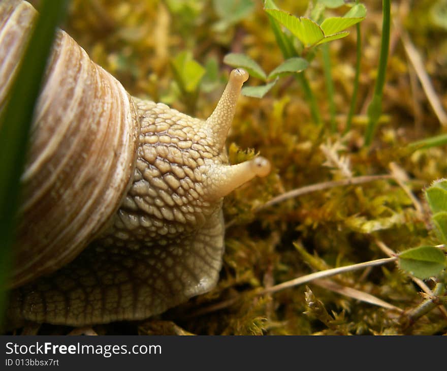 Snail on the grass in a forest