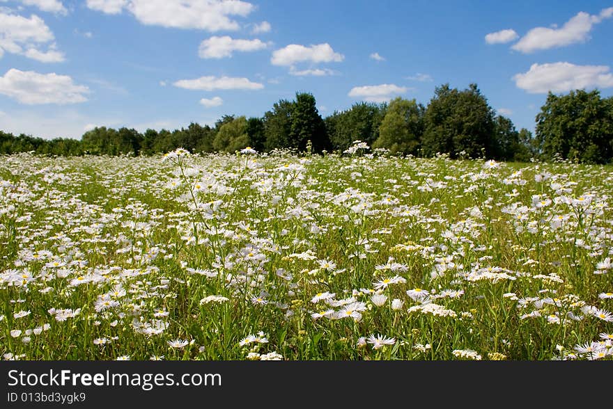 Sunny meadow blossoming against the backdrop of blue sky