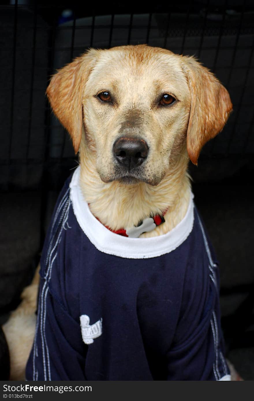 A wet labrador puppy wearing a t-shirt to dry her off. A wet labrador puppy wearing a t-shirt to dry her off