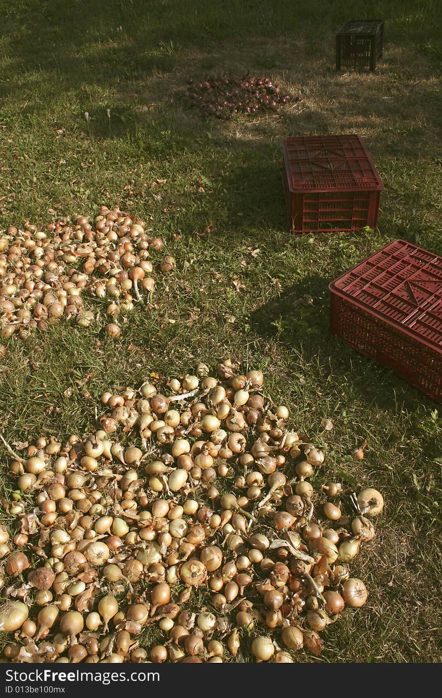 Harvesting onion crop piled on the grass autumn vegetable agriculture. Harvesting onion crop piled on the grass autumn vegetable agriculture