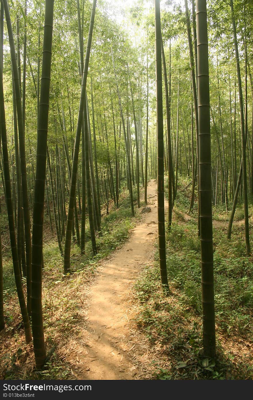 The  zijin   hill   in   the   city  named  Nanking  .Bamboo    can  be  see  all   of  the  hill. The  zijin   hill   in   the   city  named  Nanking  .Bamboo    can  be  see  all   of  the  hill.