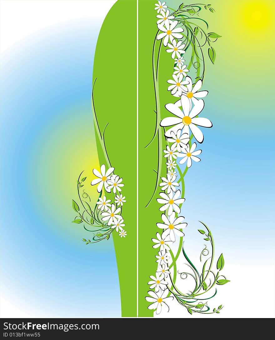 Floral decorative background for holiday’s card. Chamomiles. Vector illustration