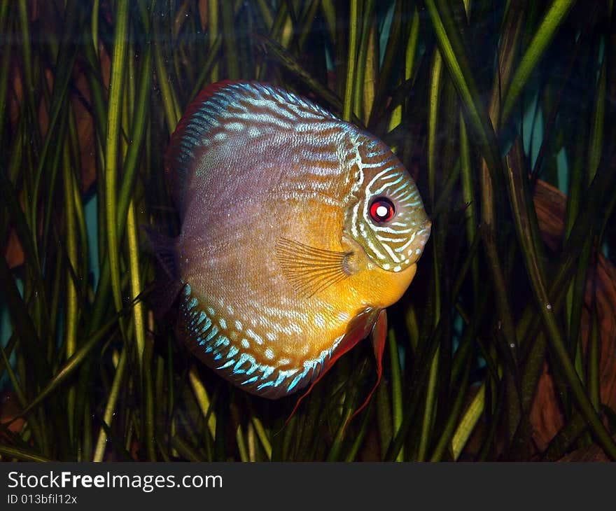 Colurful discus fish in aquirium