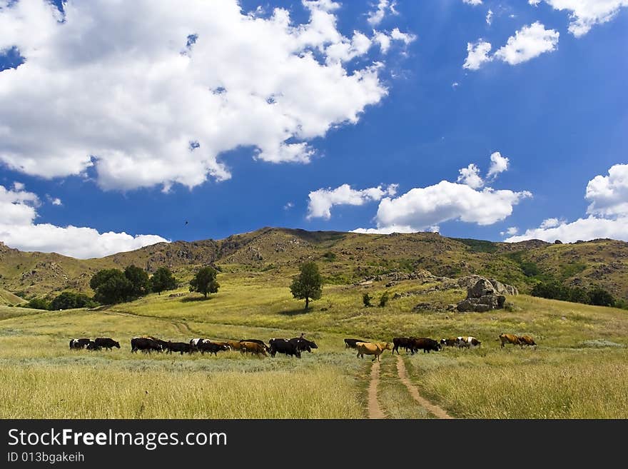 Hilly landscape with trees, yellow grass ,white clouds and cows. Hilly landscape with trees, yellow grass ,white clouds and cows