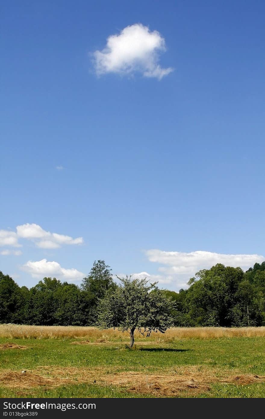 Summer landscape - green fields, the blue sky