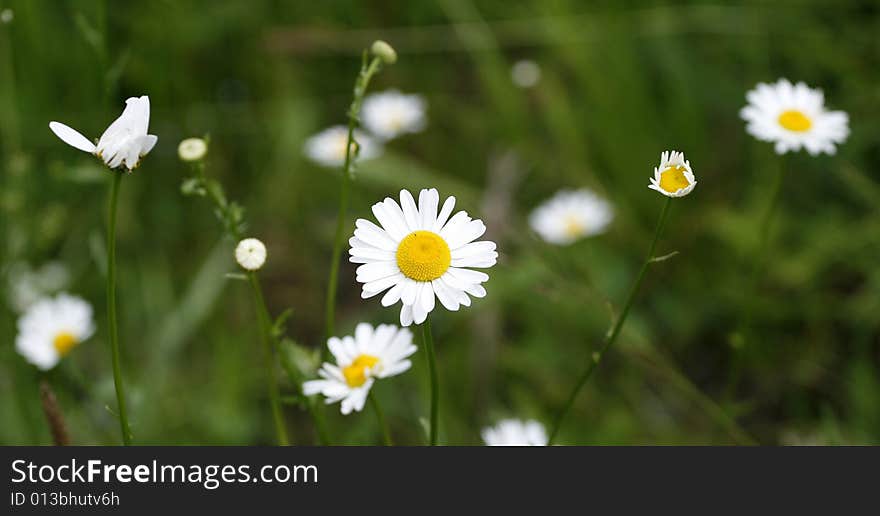 Beautiful white flowers before green field