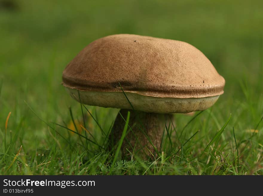 Big brown mushroom in a field of grass