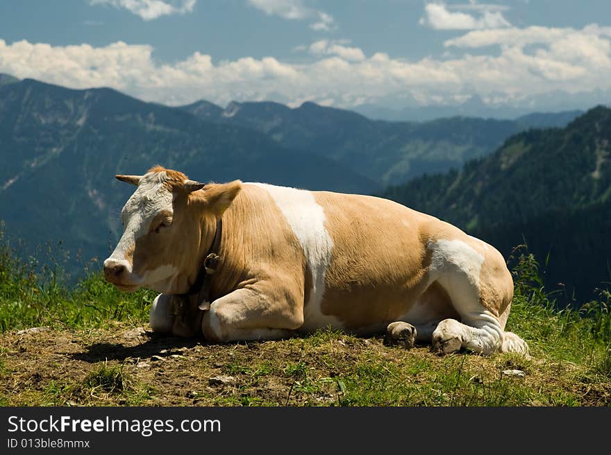 Mountain cow