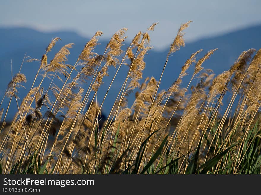 Mountain grass in the Alps