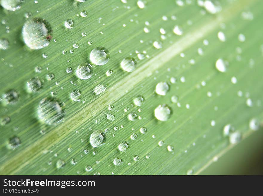 Water drops on the leaf (abstract background)