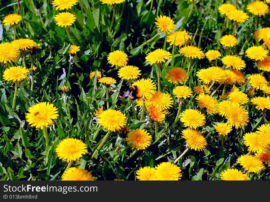 Yellow dandelion on green meadow and bumblebee. Yellow dandelion on green meadow and bumblebee