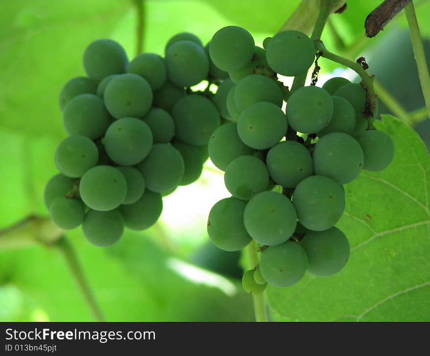 Green grapes