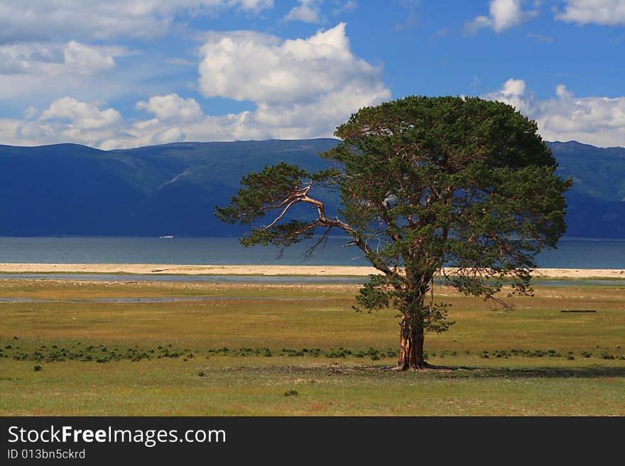 Lonely tree