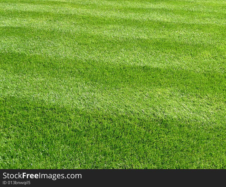 Green Grass Background