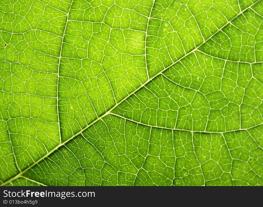 Fresh natural green leaf texture (abstract background)