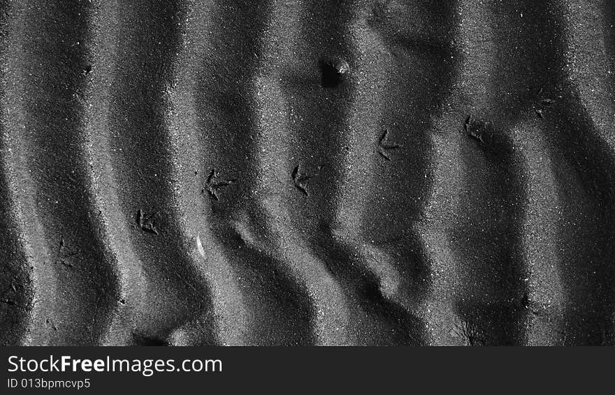 Black and white bird footprints in the black volcanic beach sand. Black and white bird footprints in the black volcanic beach sand.