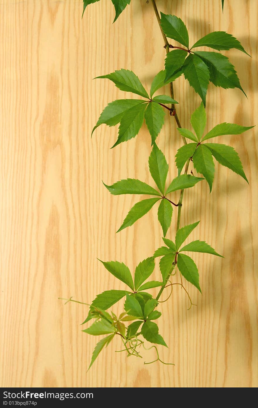 Branch of grapes with green leaves on a background of wood.