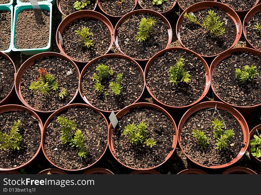 Very small plants in the pots at botanic garden